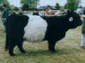 Belted Galloway - Kuh Bolebec Ambar in Rendsburg 1993