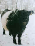 Belted Galloway - Färse bei Frost